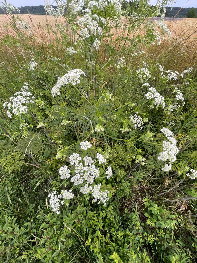 Te zien is een bloeiende fluitekruidplant met typische witte schermbloemen en fijn verdeelde bladeren. Het groeit te midden van een weide-achtige omgeving.