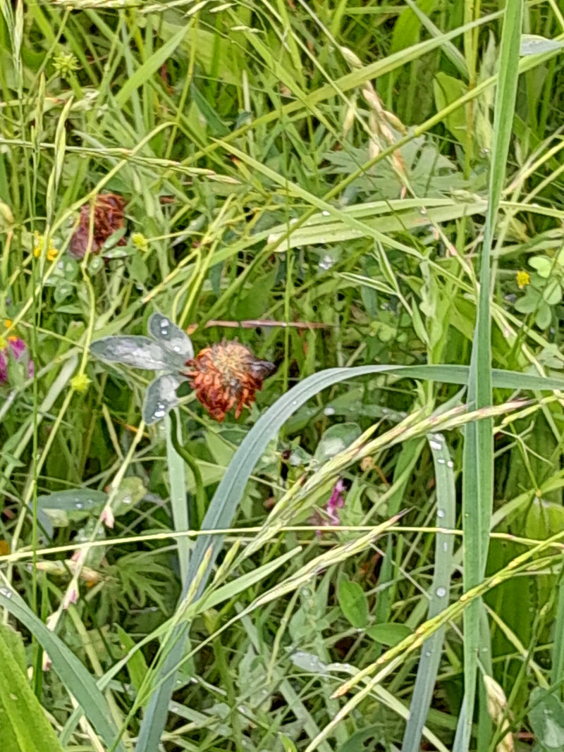 De afbeelding klaarblijkelijk toont een uitgebloeide rode klaver te midden van hoog gras en andere weideplanten. De kenmerkende drietallige bladeren en de br...