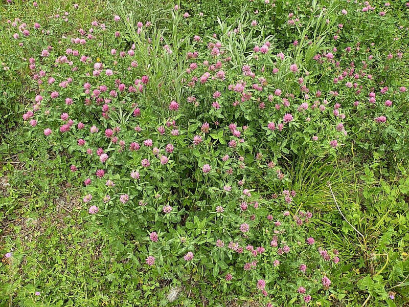 De afbeelding toont een bloeiende weide met talrijke exemplaren van rode klaver. De typische roze bloemhoofdjes steken duidelijk af tegen het groene loof.