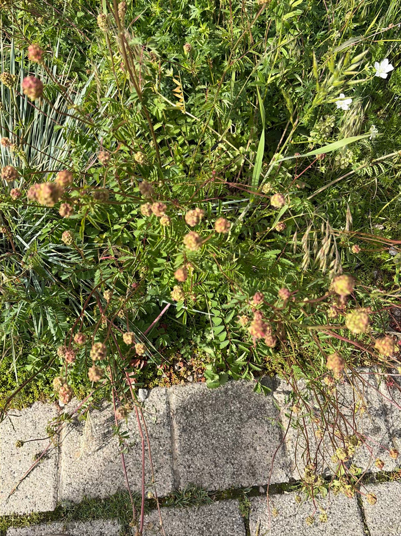 De afbeelding toont een bloeiende kleine pimpernel met haar kenmerkende rood-groene, bolvormige bloeiwijzen. De plant groeit in een diverse weidevegetatie na...