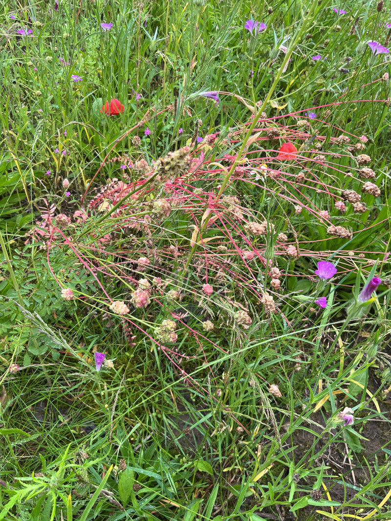 Te zien is een kleine bevernel met zijn kenmerkende roodachtige stengels en bloeiwijzen midden in een bloemrijke weide. De foto toont de plant van bovenaf in...