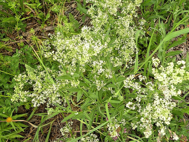 Wiesen-Labkraut — Bild 3