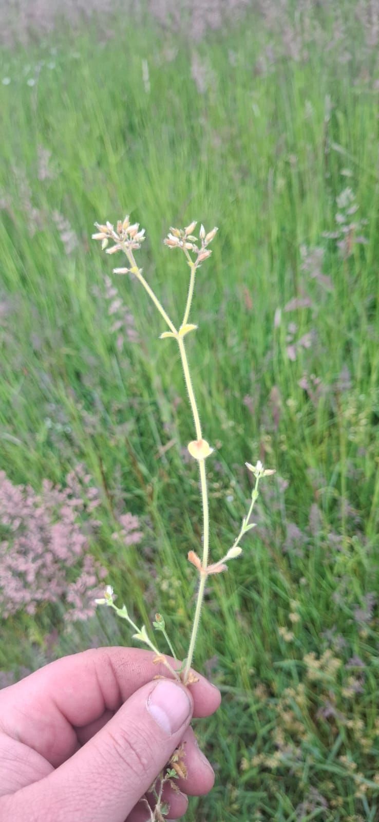 Wiesen-Labkraut — Bild 1