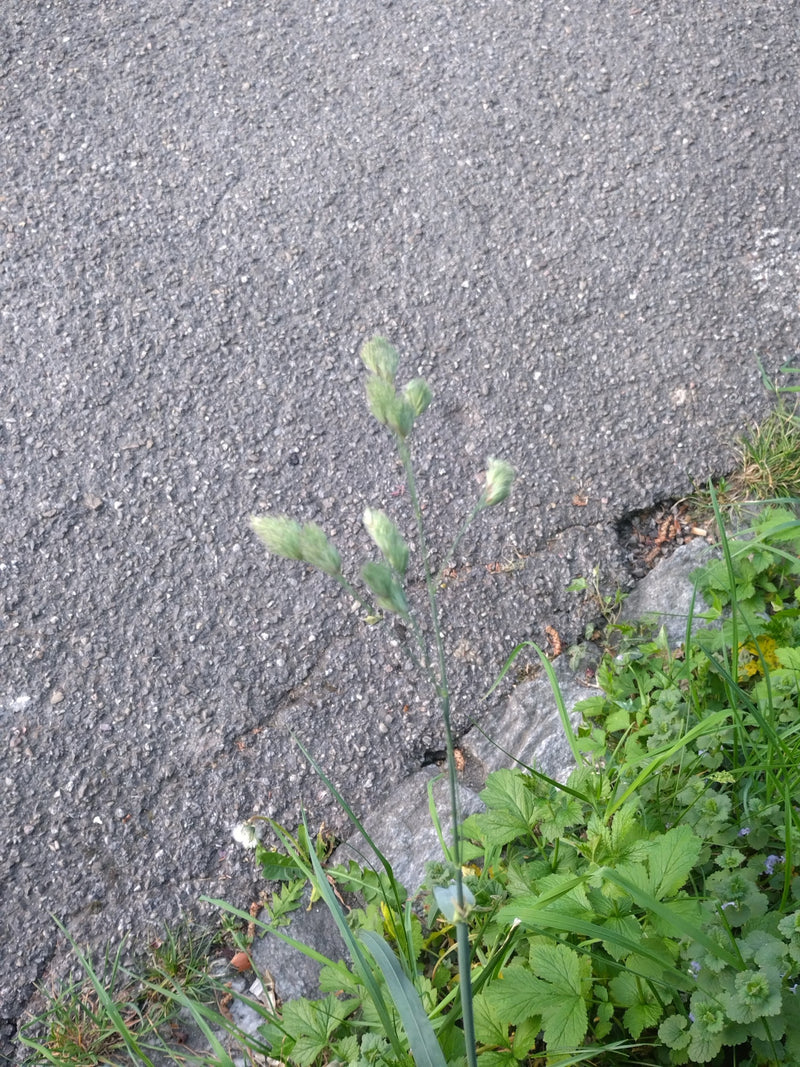 Weide timotheegras — Bild 1
