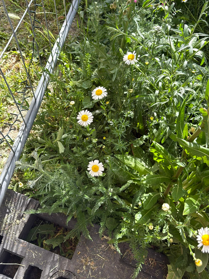Verschillende witte margrietbloemen met een gele hart groeien in een weiland naast een hek. De planten bloeien in weelderig groen.