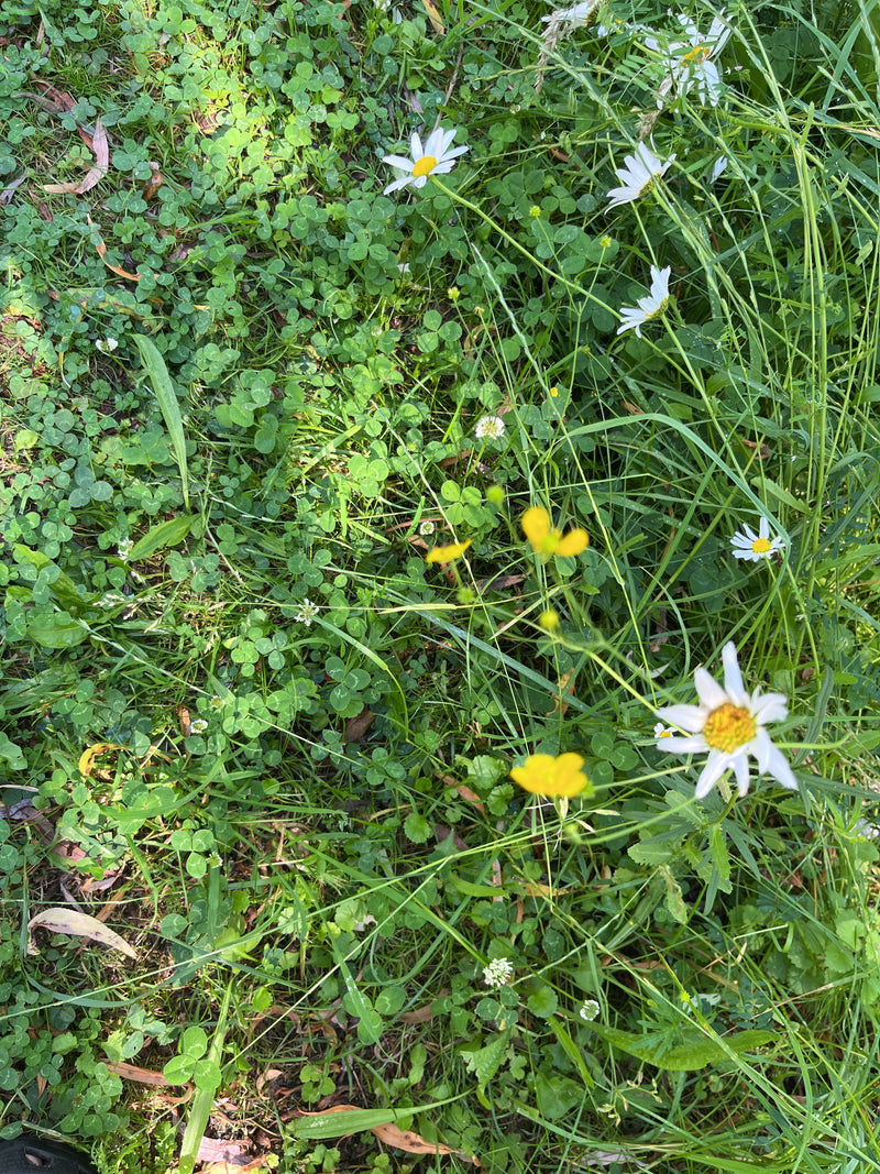Verschillende margrietjes met witte bloemblaadjes en een gele hartje bloeien in een weiland. Ze groeien omringd door groen gras en klaver.