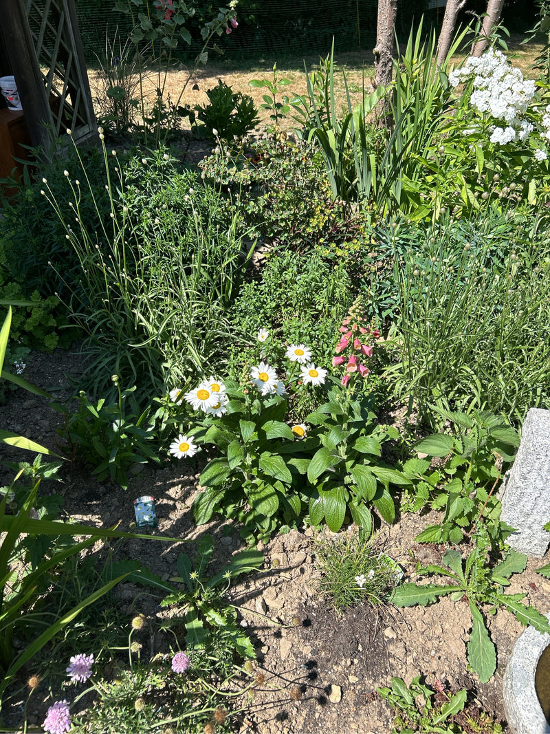 De afbeelding toont several witte margrieten met een geel hart in een zonnige tuinenborder. Ze groeien omringd door andere groene vegetatie en aarde.