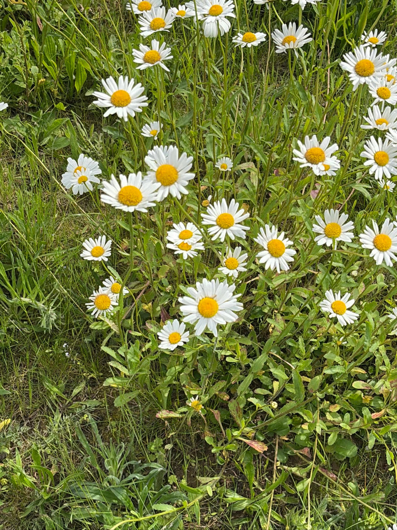 Talrijke margrieten met witte bloemblaadjes en een geel hart bloeien in een groene weide. De planten staan dicht bij elkaar tussen grassen.