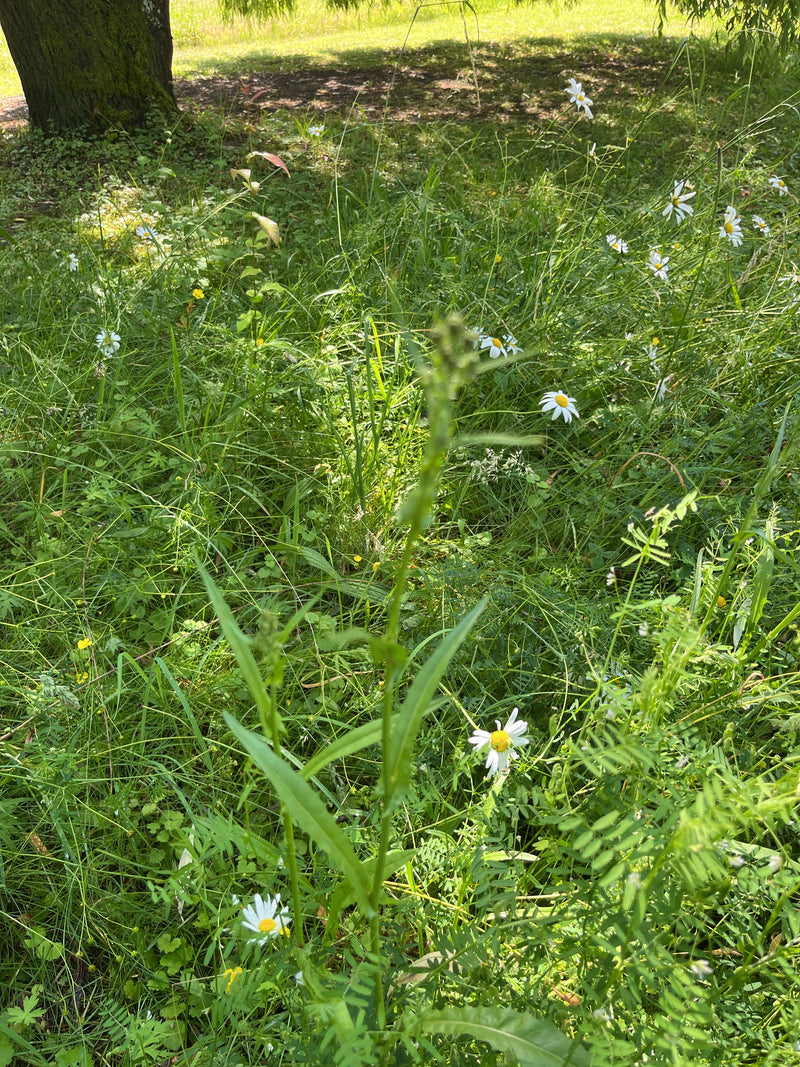 De afbeelding toont een bloeiende weide met talrijke margrietjes. De witte bloemhoofdjes met geel hart steken mooi af tegen het groene gras.