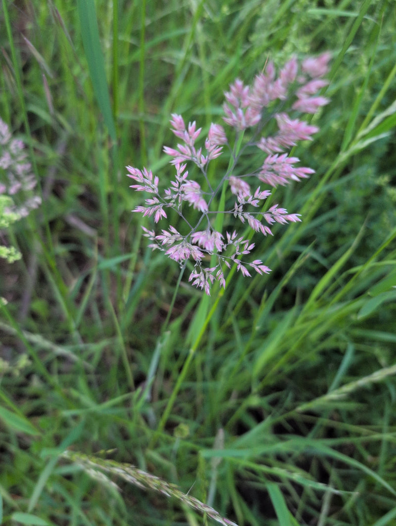 Weide bluegrass — Bild 3