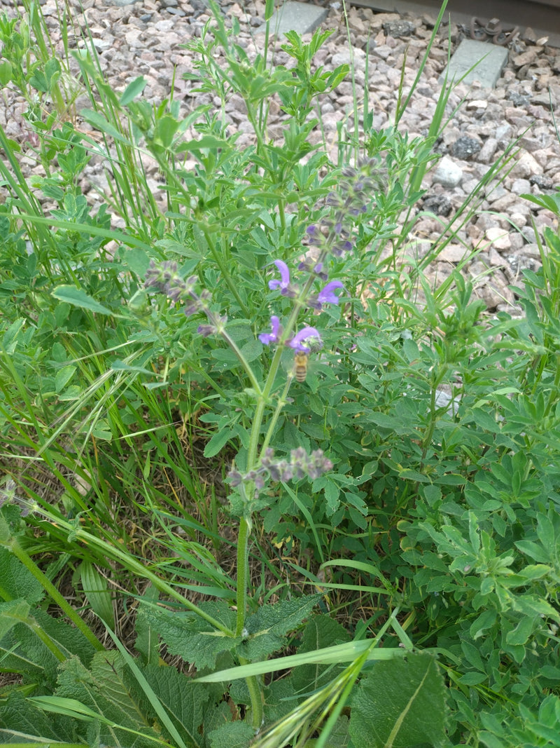 Weide salie — Bild 2