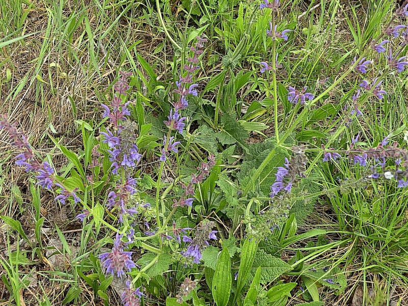 Veldsalie is zichtbaar met zijn typische blauw-paarse bloeiwijzen in een weiland.