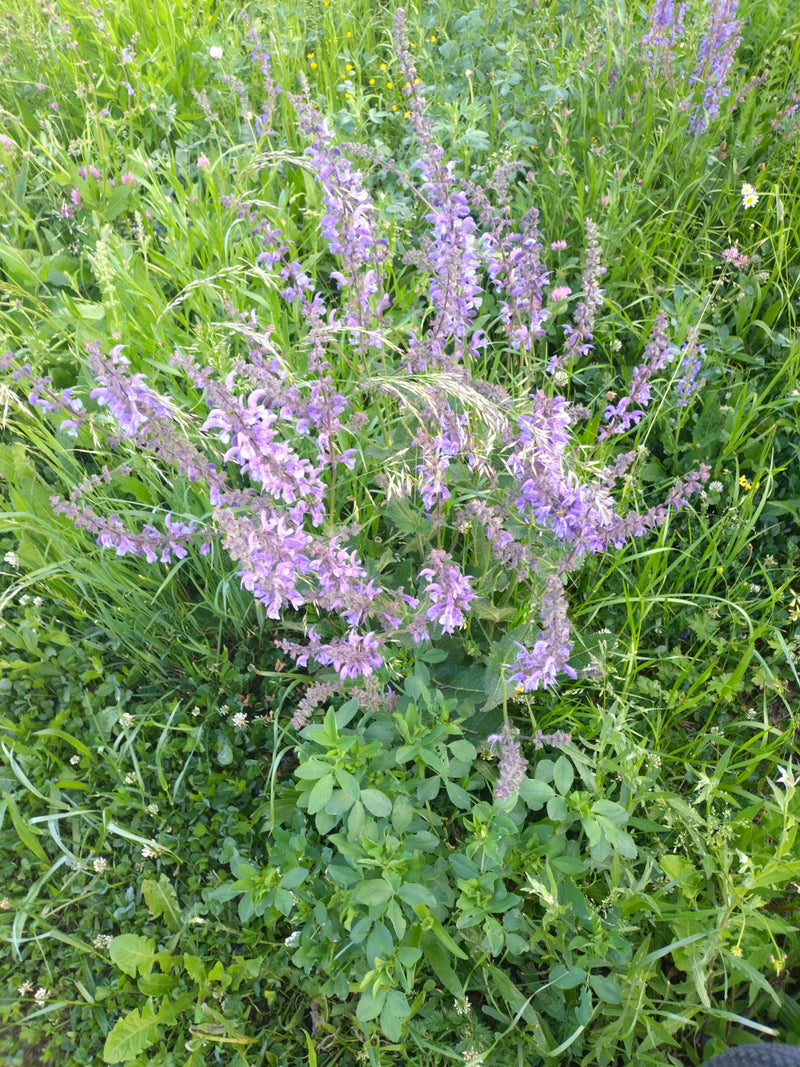 Bloeiende veldsalie met paarse bloemen is te zien in een groene weide. De foto toont de plant van bovenaf in zijn natuurlijke omgeving.