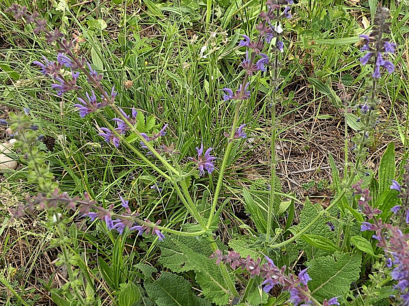 Veldsalie is zichtbaar met zijn typische blauwachtige tot paarse bloemen in een wei. De plant staat te midden van gras en andere weidekruiden.