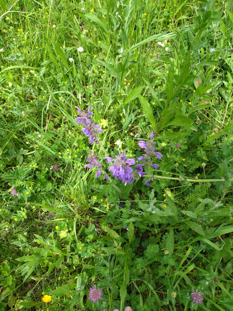 De veldsalie bloeit in de weide met zijn typische paarse bloemen. Hij groeit te midden van groen gras en andere weidekruiden.