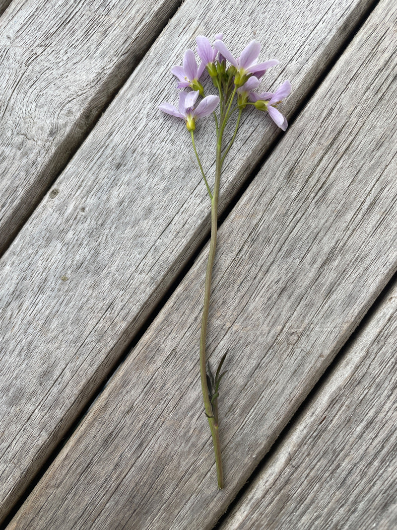 De afbeelding toont een enkele stengel van de veldkers met delicate roze bloemen. De plant ligt op een houten oppervlak.