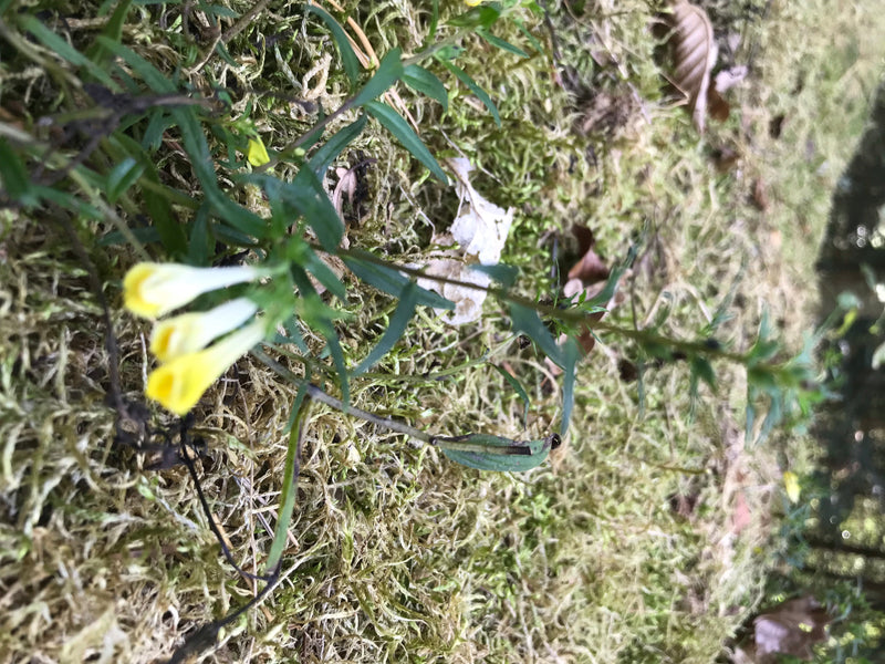 Weidekwarteltarwe — foto 1 van 10