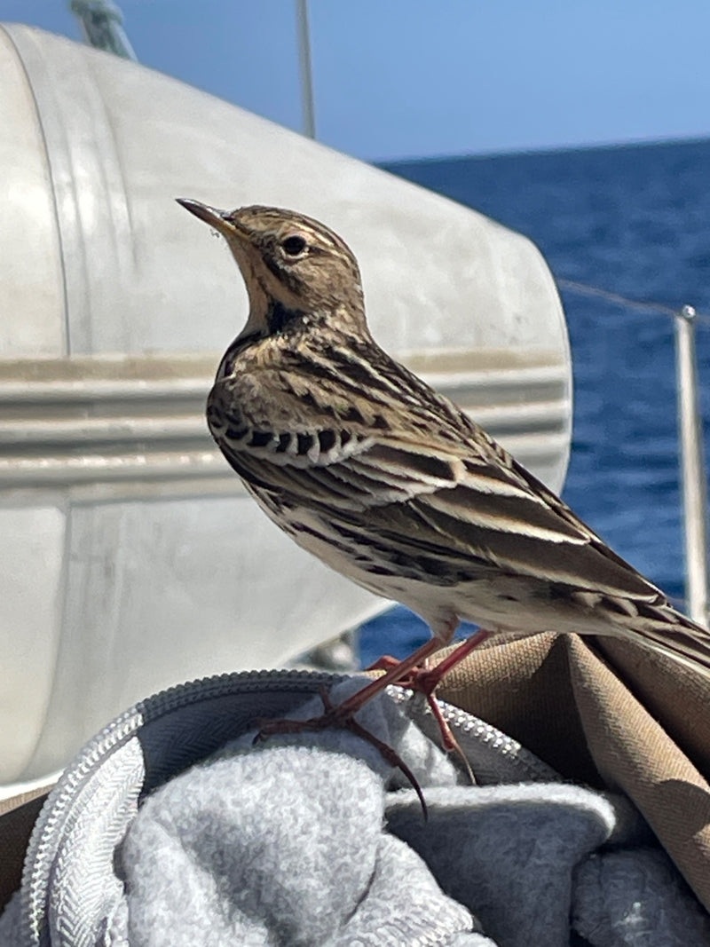 Een graspieper zit van dichtbij in profiel op stof en uitrusting aan boord van een boot, met de zee op de achtergrond.
