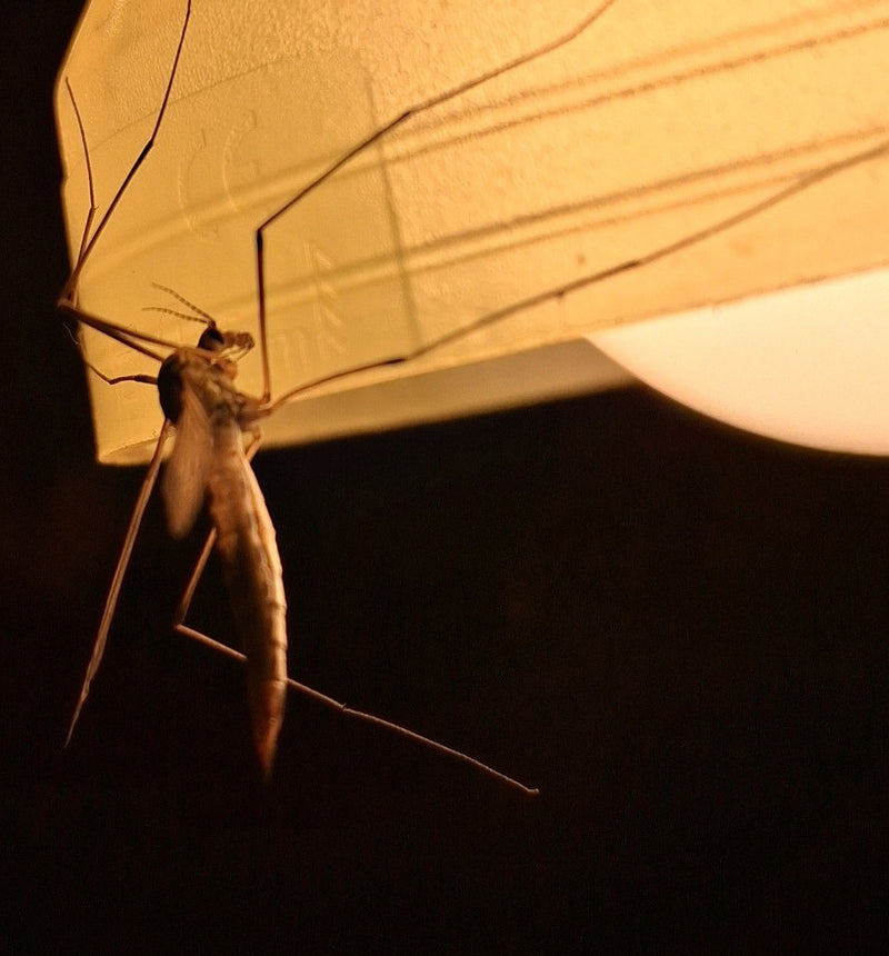 Een langpootmug met lange poten zit op een helder oppervlak in de buurt van een lichtbron. Typisch zijaanzicht van het adulte insect.