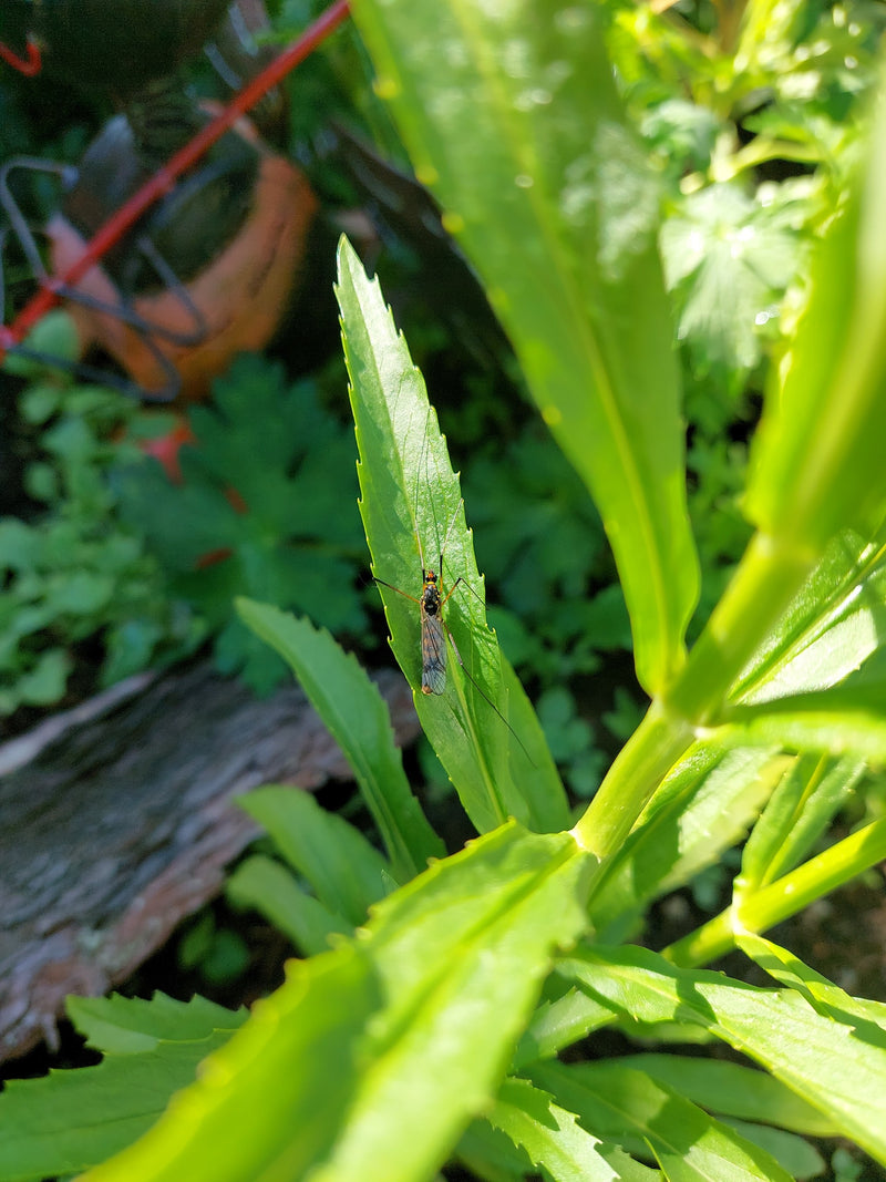 Een langpootmug is duidelijk zichtbaar rustend op de bovenkant van een groen plantenblad. Het insect is van bovenaf te zien.