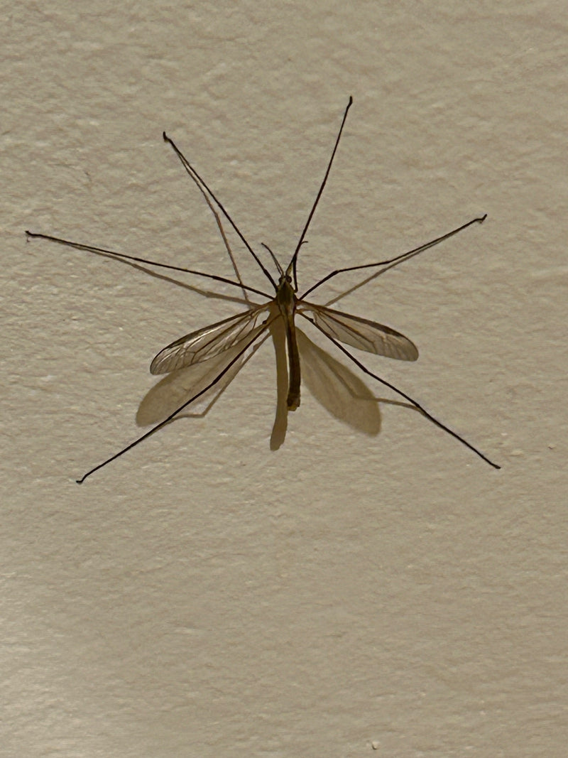Een langpootmug zit met gespreide poten en vleugels op een lichte muur. Het insect is duidelijk zichtbaar.
