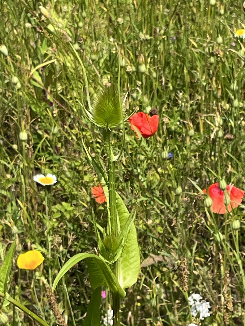 Wilde kardoen — Bild 1