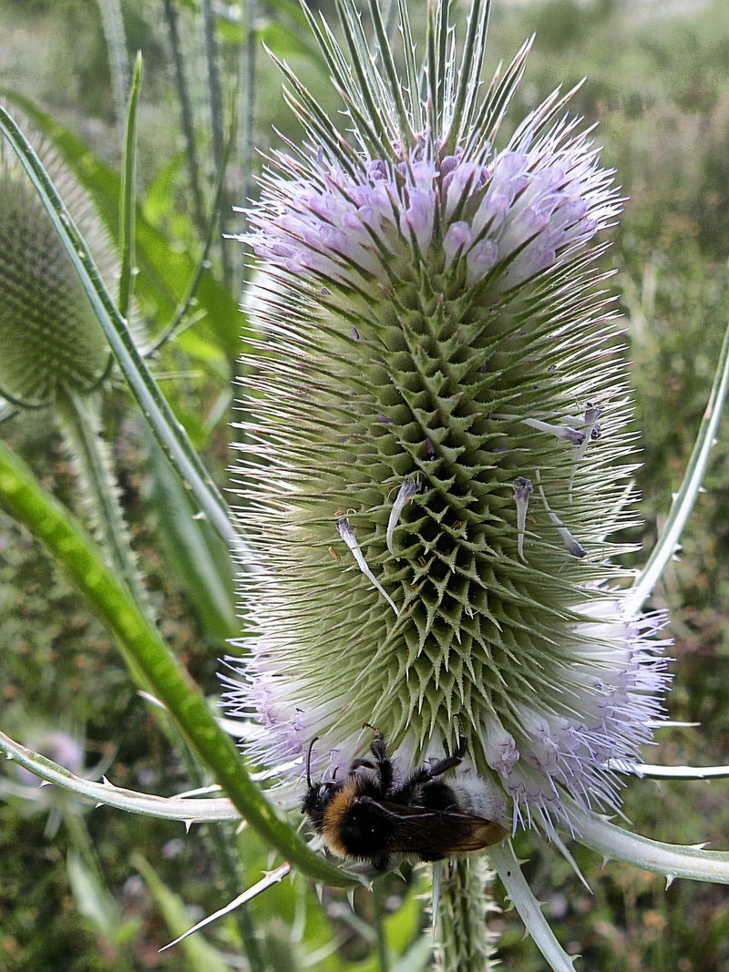 Wilde kardoen — foto 3 van 7