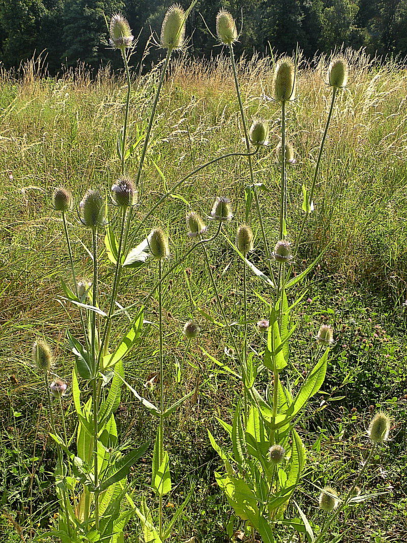 Wilde kardoen — foto 1 van 7