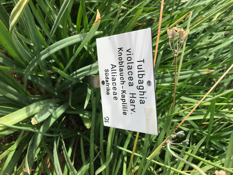 Wilde Knoblauch — foto 2 van 6