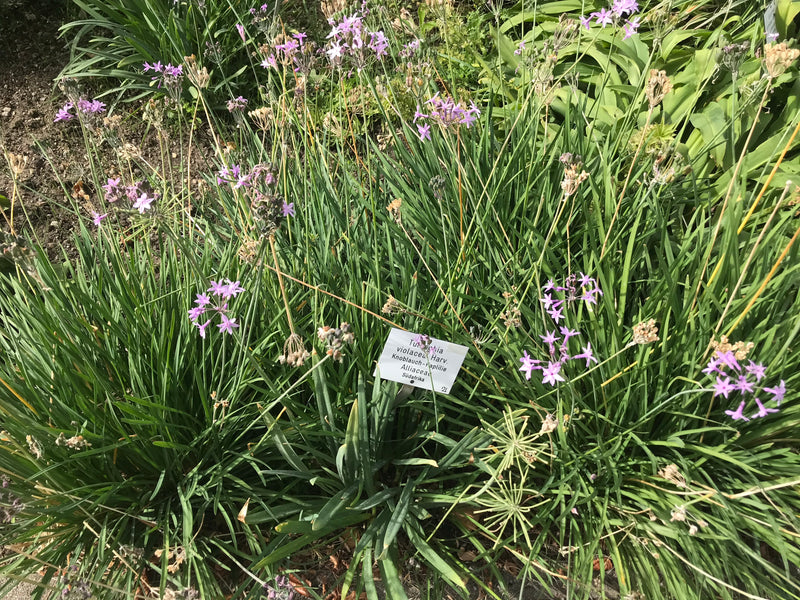Wilde Knoblauch — foto 1 van 6