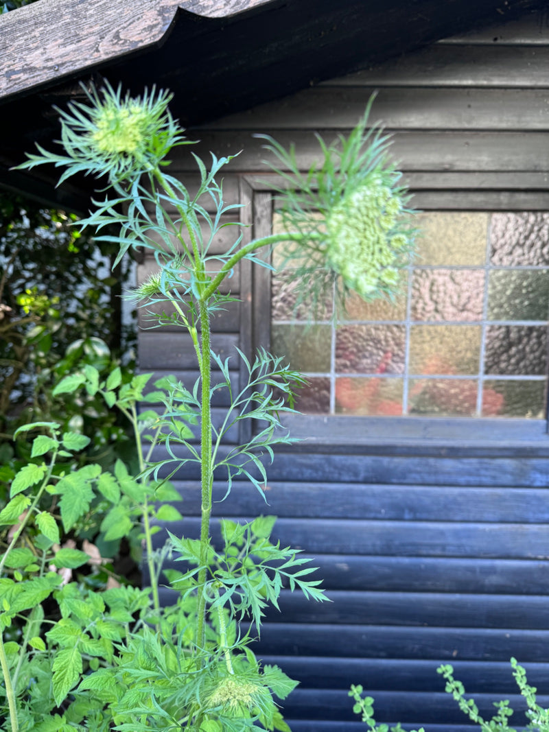 De afbeelding toont een wilde peen met zijn kenmerkende, fijn gedeelde bladeren en gesloten bloemhoofdjes. De plant staat voor een donkere houten wand.