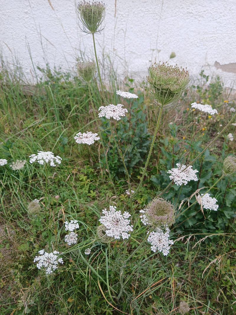 Een wilde peen is zichtbaar met zijn kenmerkende witte schermbloemen en uitgebloeide zaadkoppen in een weiland. De plant groeit voor een lichte muur.