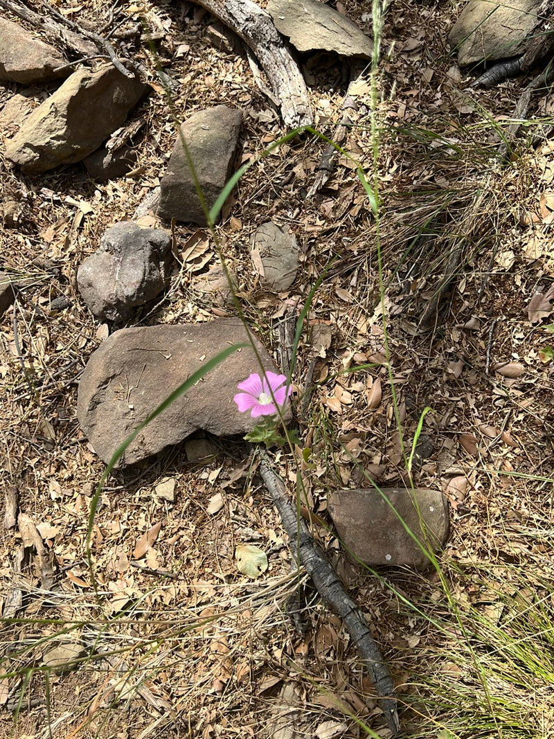 Een roze malvabloem groeit op steenachtige grond met droog blad. De plant is duidelijk herkenbaar.