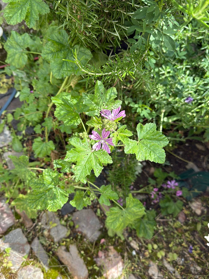 kaasjeskruid — Bild 2