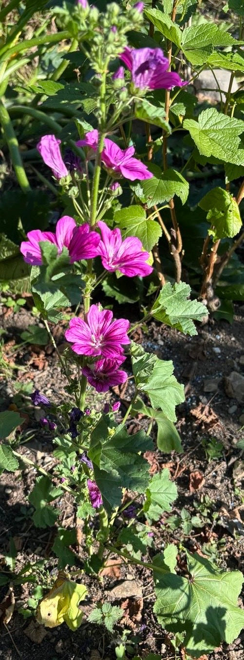 Te zien is een rechtop groeiend groot kaasjeskruid met karakteristieke paars-roze bloemen en gelobde bladeren. De plant staat in een tuinenbed op zandgrond.