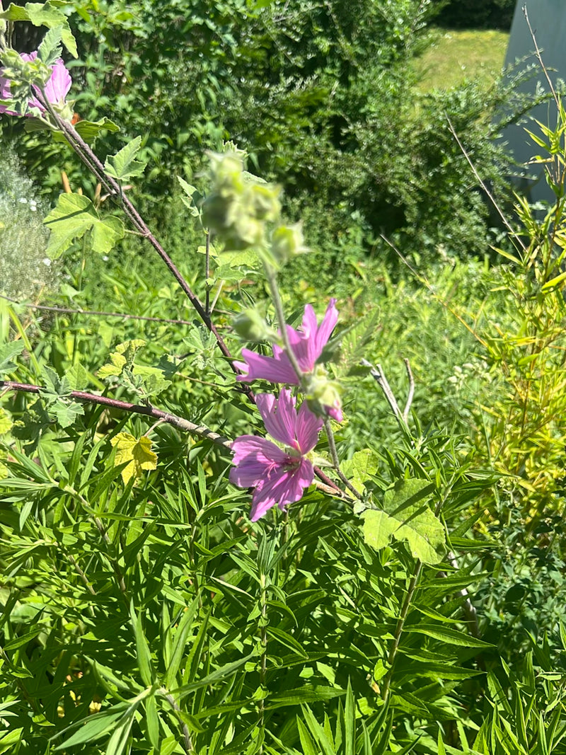 Te zien is een bloeiende groot kaasjeskruid met roze bloemen en typische bladeren voor groene vegetatie.