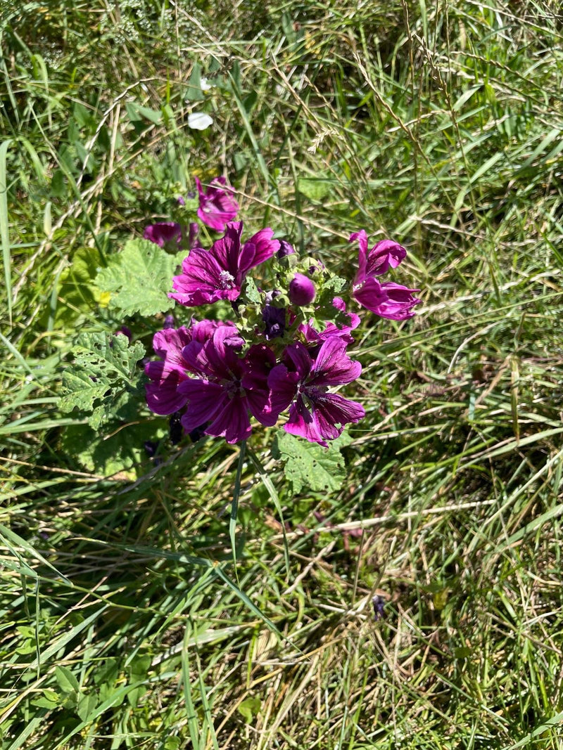 De afbeelding toont een bloeiende groot kaasjeskruid met karakteristieke paarse bloemen en groene bladeren in een weiland.