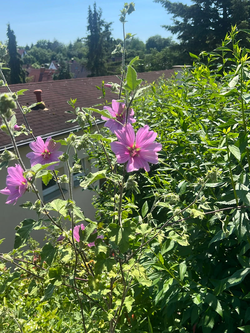 De afbeelding toont een bloeiende groot kaasjeskruid met kenmerkende roze bloemen. De plant staat in een tuin voor een haag en gebouwen.