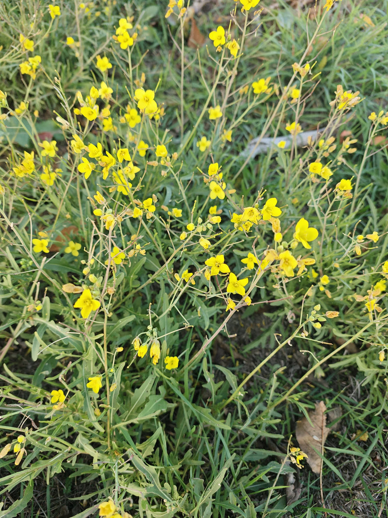 Wilde raket — foto 2 van 17