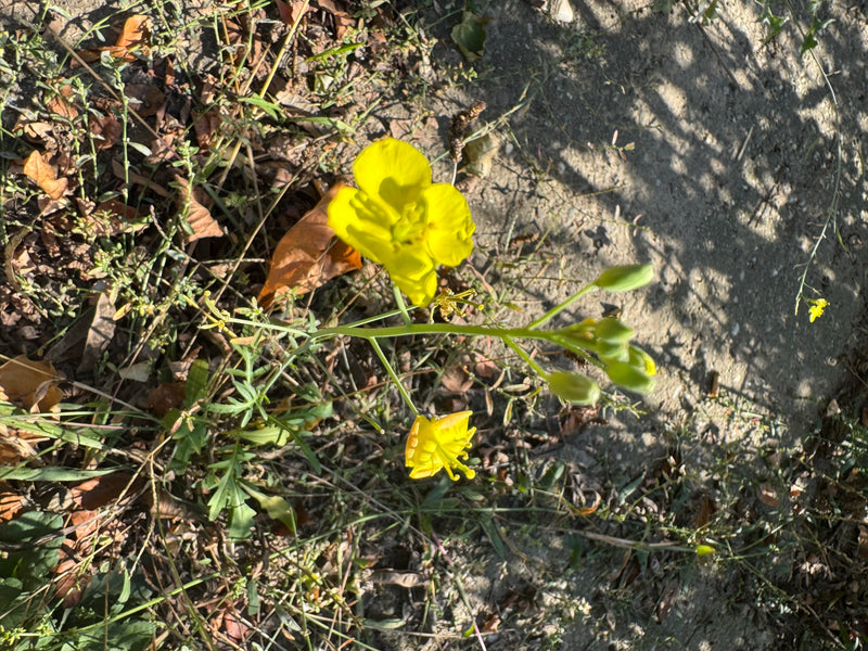 Een bloeiende grote zandkool met felgele bloemen en knoppen op een droge, met bladeren bedekte grond.