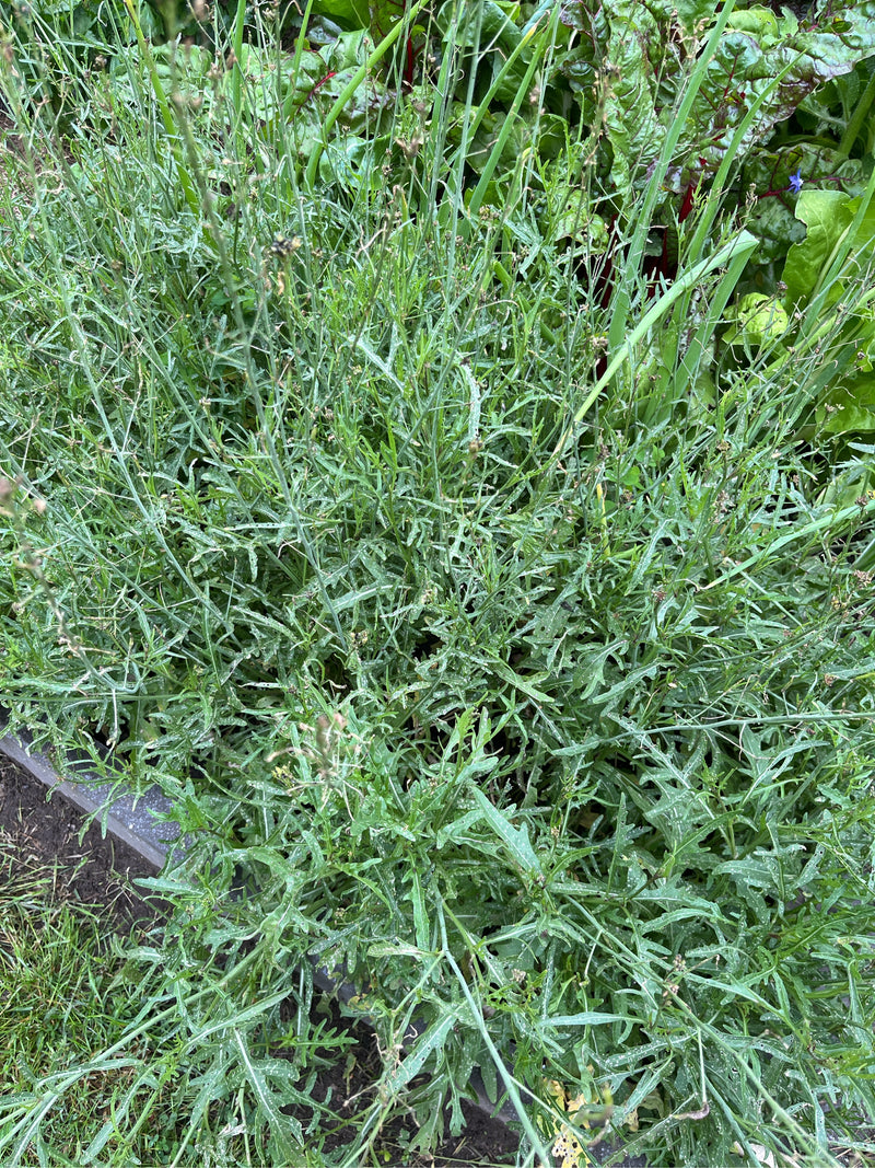 Een dichte plant van wilde rucola is zichtbaar met zijn typische diep gelobde bladeren en slanke stengels. Hij groeit in een tuinbed.