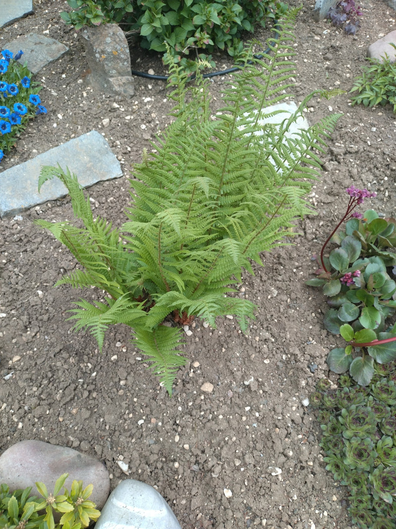 Cilia-schaalvaren — Bild 1