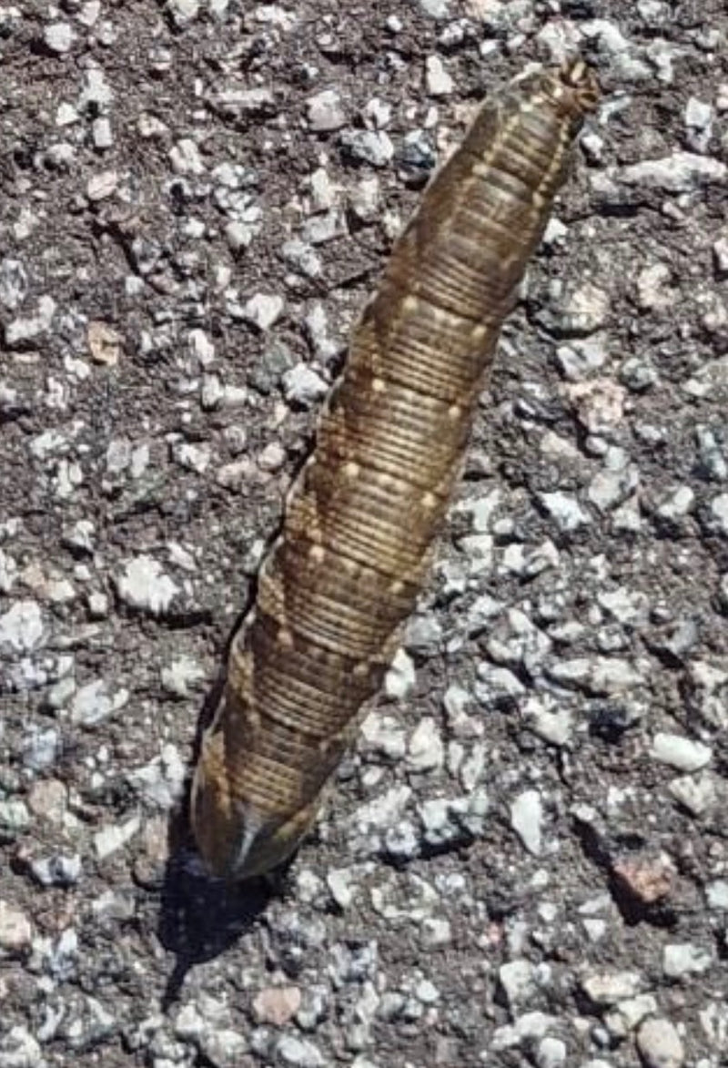 Een bruine rups van de windepijlstaart kruipt over grof asfalt.