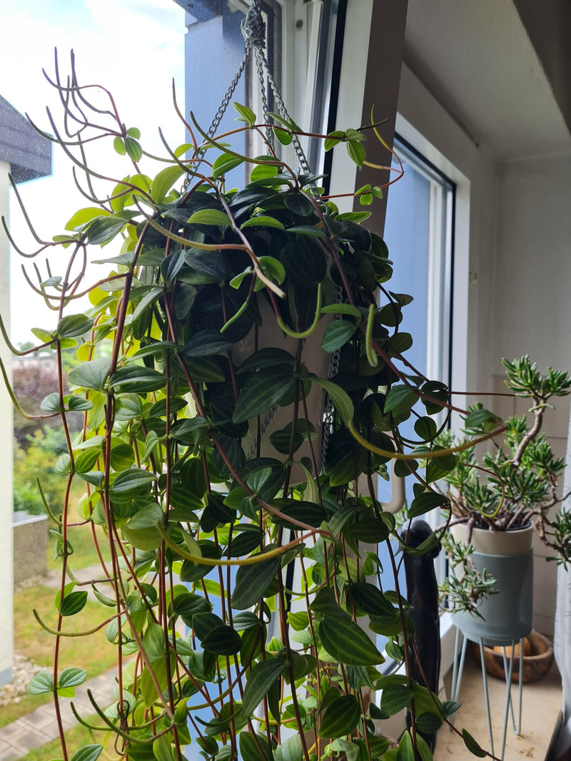 Hoekige Peperomia — Bild 1