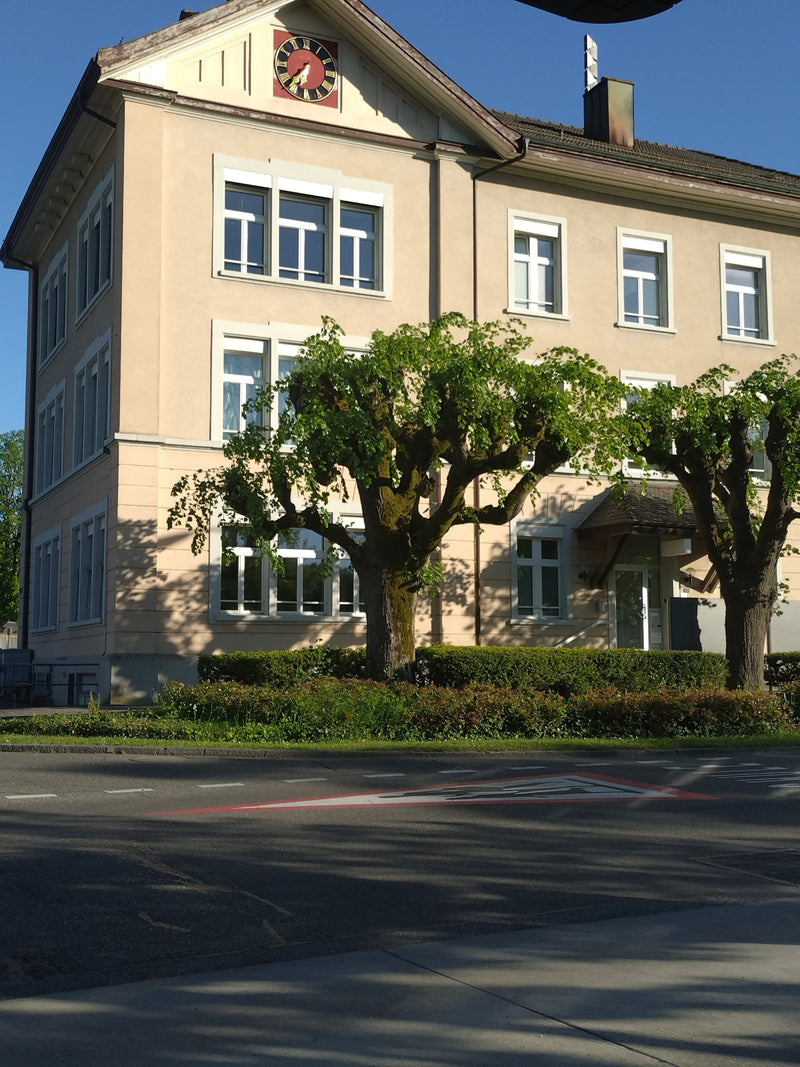Winterlindeboom — Bild 1
