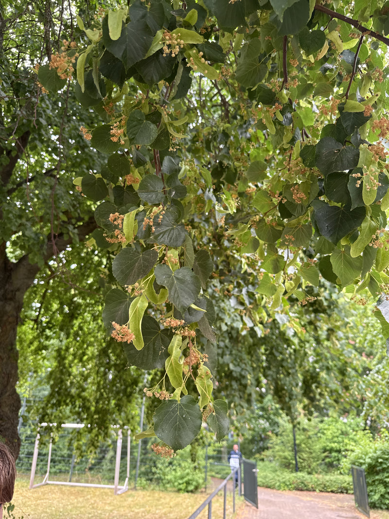 De afbeelding toont de typische hartvormige bladeren en bloeiwijzen van een winterlinde aan een boom. Op de achtergrond is een groen park met een pad te zien.