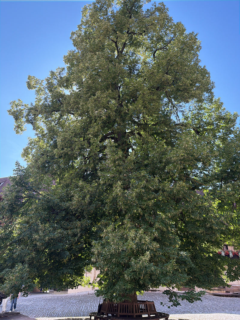 De foto toont een grote, volwassen winterlinde met een dichte kroon op een geplaveid plein. De boom staat vrij en vult het grootste deel van het beeld.
