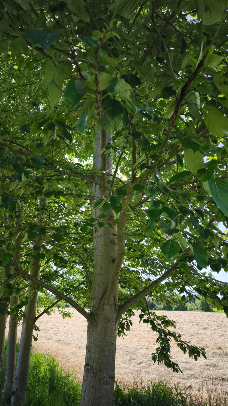 De afbeelding toont de stam en de vertakte boomkroon van een winterlinde in een natuurlijke omgeving aan de rand van een weiland. De groene bladeren en takke...