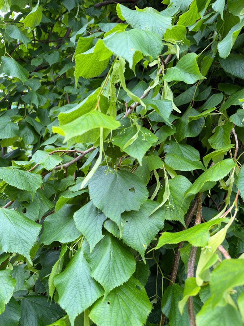 De foto toont groene, hartvormige bladeren en karakteristieke bloeiwijzen van een winterlinde aan een boomtak. De typische bladvorm is duidelijk te zien.