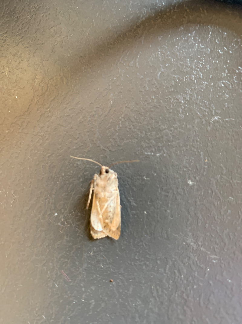 Een velduil rust uit op een donker, gestructureerd oppervlak. Het insect is duidelijk zichtbaar.